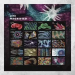 Life Magnified Forever Stamps