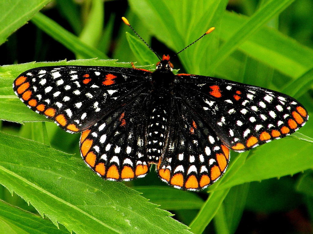 Baltimore Checkerspot USPS stamp 2012