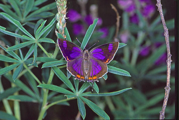Colorado Hairstreak USPS stamp 2021