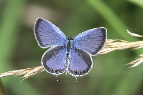 Eastern Tailed-Blue USPS stamp 2016