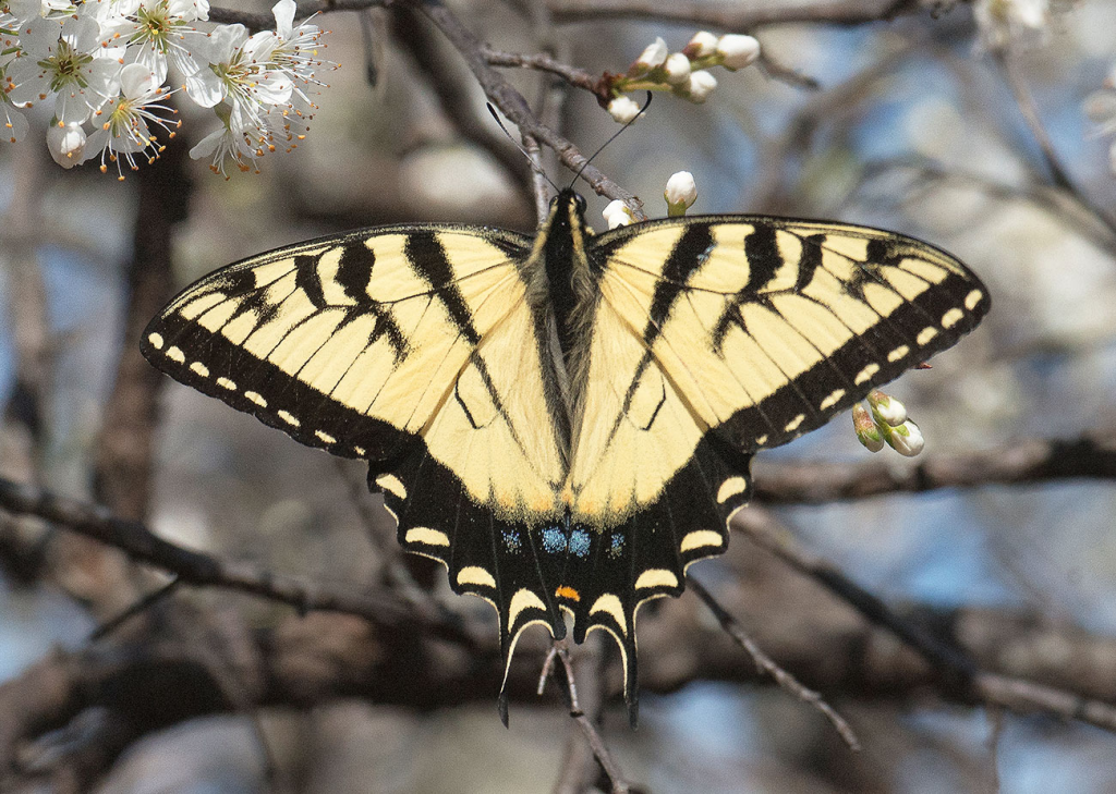 Eastern Tiger Swallowtail USPS stamp 2015