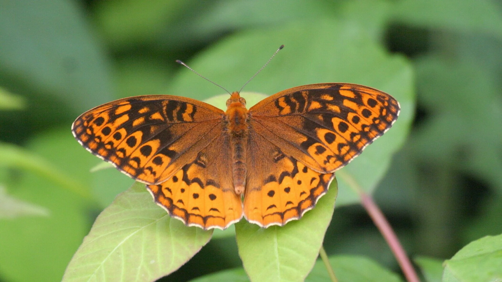 Great Spangled Fritillary USPS stamp 2014