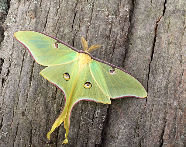 Luna Moth usps stamp, 2025