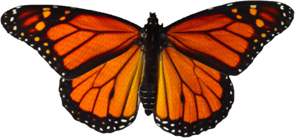 Monarch Butterfly USPS stamp 2010