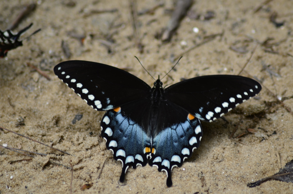 Spicebush Swallowtail USPS stamp 2013